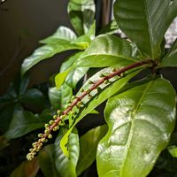 サガリバナ,熱帯植物,沖縄,横浜の画像