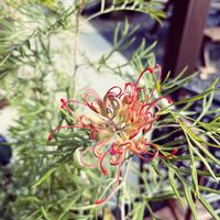 グラベリア　ココナッツアイス,グラベリア　ココナッツアイス,鉢植え,シンボルツリー,小さな庭の画像