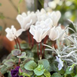 葉牡丹,グリーンのある暮らし,ナチュラルスタイル,楽しい時間,キュンキュン乙女倶楽部の画像