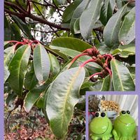 サザンカ,ナデシコ,ナンテン,パンジー・ビオラ,セイヨウヒイラギの画像