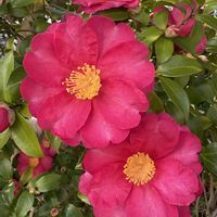 寒椿,花のある暮らし,no green no life,またよろしくね,京都タニラーの画像