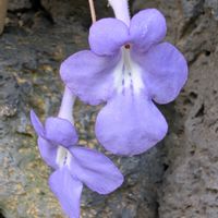 ストレプトカーパス,お散歩写真,お出かけ先の画像