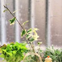 ヘデラ,アイビー,水耕栽培,ハーブのある暮らし,可愛い葉っぱの画像