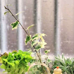 ヘデラ,アイビー,水耕栽培,ハーブのある暮らし,可愛い葉っぱの画像