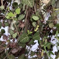 ハートカズラ,ドルフィンネックレス,多肉植物,室内管理の画像