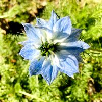 ニゲラ,観葉植物,癒し,グリーンのある暮らし,GSのみなさんに感謝♡の画像