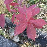 コナラ,いつもの散歩道,世界平和,被災地にエールを…。,道端徘徊同盟の画像