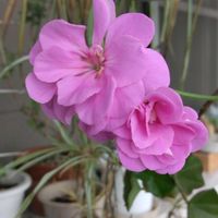 アイビーゼラニウム,雪景色!,チーム新潟,ベランダの画像