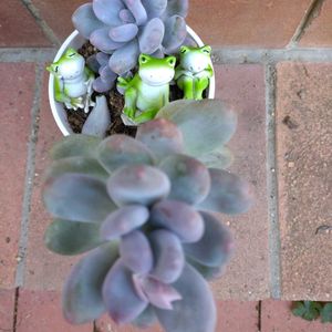 サザンカ,スイセン,月美人,桜牡丹,水仙の画像