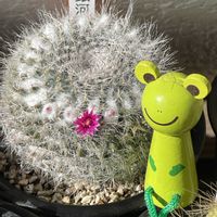 チェッカーベリー,マミラリア属   銀河,チェッカーベリーの実,夕陽,銀河の画像