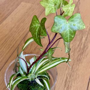 オリズルラン,サニーレタス,へデラ,苔玉,発根の画像