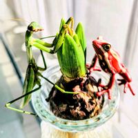 ヒヤシンス,球根植物,可愛い,カマキリ,カエルの画像