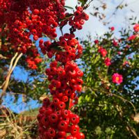 ピラカンサの画像