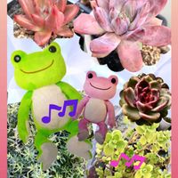 多肉寄植え,カエルのコポー,6日はカエルの日,毎月6日はカエルの日,カエル仲間の画像