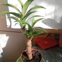 コルジリネの画像