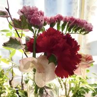 カーネーション,スターチス,アイビー,デンファレ,切り花の画像