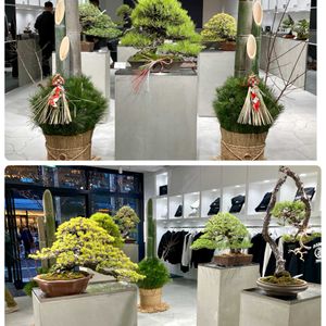 盆栽,綺麗✨,コラージュの仲間達,花ぶら散歩,千代田区丸の内の画像