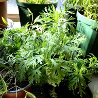 オレガノ,葉牡丹,ラベーンダー,庭の花,お花好きの画像