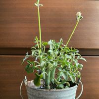 七宝樹,多肉植物,セネシオ属,グリーンのある暮らし,植物のある暮らしの画像