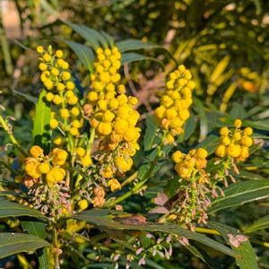 ホソバヒイラギナンテン,細葉柊南天,マホニアコンフューサ,雑草,山野草の画像