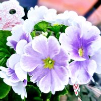 プリムラオブコニカ,チュウリップ,花のある暮らし♡,風除室の画像