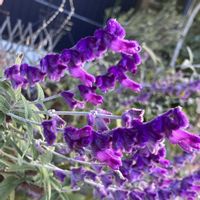 アメジストセージ,アメジストセージ,癒される,瑞々しい,鮮やかな色の画像