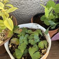 オダマキの画像