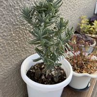 ラベンダーの画像