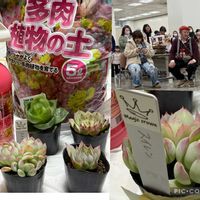 スイレン,ハオルチア,ハオルチアラモサ,抽選で当たった多肉,300円コーナーの多肉の画像