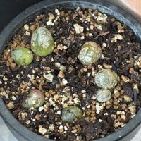 コノフィツム,ブルゲリ,多肉植物,メセン,多肉植物とサボテンの画像