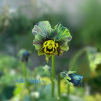 パンジー・ビオラ,神戸べっぴんさんビオラ,ブルーシャドウ,ビオラ ブルーシャドウ,神戸べっぴんさん ブルーシャドウの画像