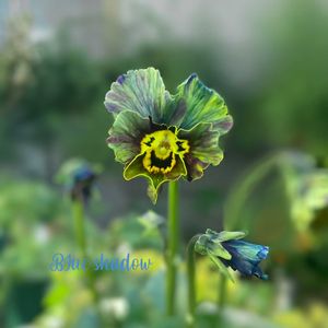 パンジー・ビオラ,神戸べっぴんさんビオラ,ブルーシャドウ,ビオラ ブルーシャドウ,神戸べっぴんさん ブルーシャドウの画像