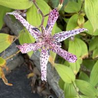 バラ,ホトトギス,ホトトギス,ホトトギス,アスパラガスメイリーの画像