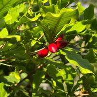 ミラクルフルーツ,番外編,あらっ♡,真っ赤な火曜日,びっくりポン‼️の画像