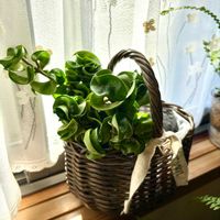 ホヤ・カルノーサ,ポトスステータス,ネフロレピス,ボストンファーン,ネフロレピス ダッフィの画像