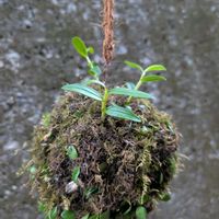 セッコク,セッコク,長生蘭 ｢雷山｣,小さな畑,小さな庭の画像