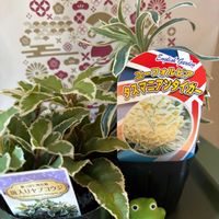 ヤブコウジ,斑入りヤブコウジ,シュウレイ,ユーフォルビア タスマニアン タイガー,銘月(メイゲツ)の画像