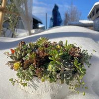 ポメラニアン♡,多肉植物,ちまちま寄せ,新潟,雪国多肉の画像