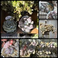 星美人,アメチスチヌム,多肉植物いろいろ,リラ,ブルーヘイズの画像