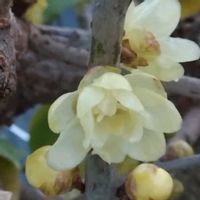 ツメレンゲ,ツメレンゲ,ロウバイ,ロウバイ,新天地の画像