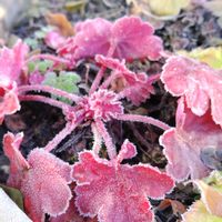 ヒューケラ,キンシバイ(金糸梅),我が家の庭,菊,冷え込んだ朝の画像