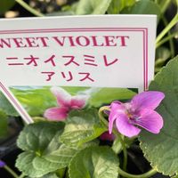 ニオイスミレ,ニオイスミレ,庭の画像