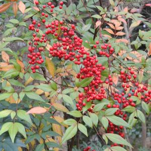 日本庭園,イキイキ✨,赤い実✨,育ったね❣️,吉城園✨の画像