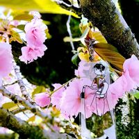 クレマチス,シクラメン,バラ,ビオラ,八重桜の画像