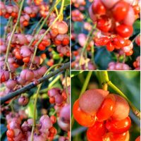 オオイヌノフグリ,オキザリス,ビワ,ミニバラ,ミモザの画像