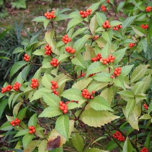 日本庭園,モリモリ✌️,赤い実✨,育ったね❣️,吉城園✨の画像