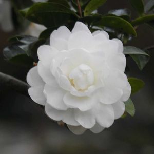 日本庭園,白い花✨,イキイキ✨,吉城園✨,咲いていた✨の画像