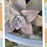 カンパニュラ,七福神,おぼろ月,ムッチリぷくぷくの日,コラージュ仲間達の画像