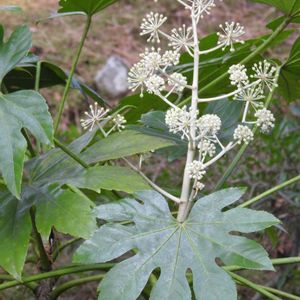 日本庭園,白い花✨,イキイキ✨,奈良公園⛲,吉城園✨の画像