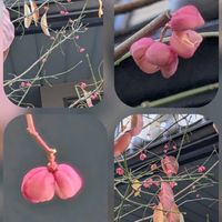 チェリーセージ,ネリネ,ビオラ,プリムラマラコイデス,セイヨウマユミの画像